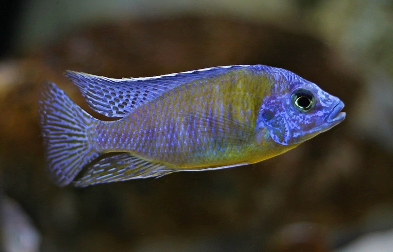 Protomelas sp. 'steveni imperial' Nkhata Bay